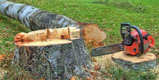 Best Tree Disease Treatment  in West Point, KY