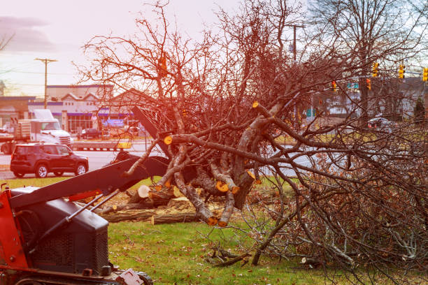 Best Emergency Tree Removal  in West Point, KY