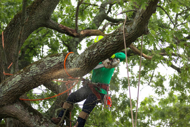 Lawn Pest Prevention in West Point, KY