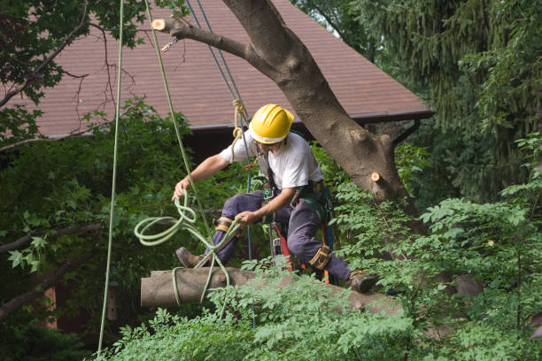 Tree and Shrub Care in West Point, KY