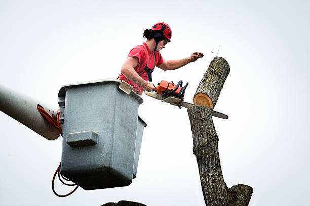 Best Tree Cabling and Bracing  in West Point, KY